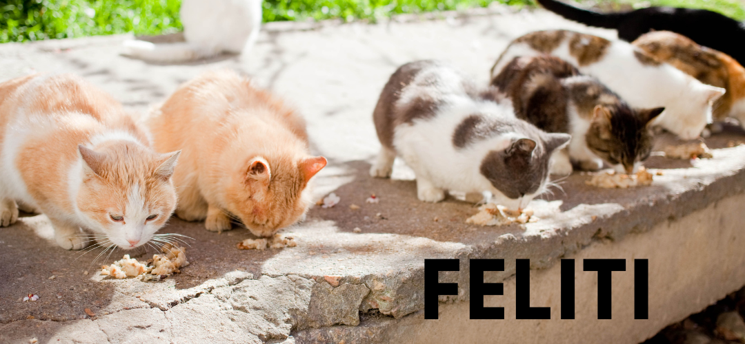 FEliti (9)